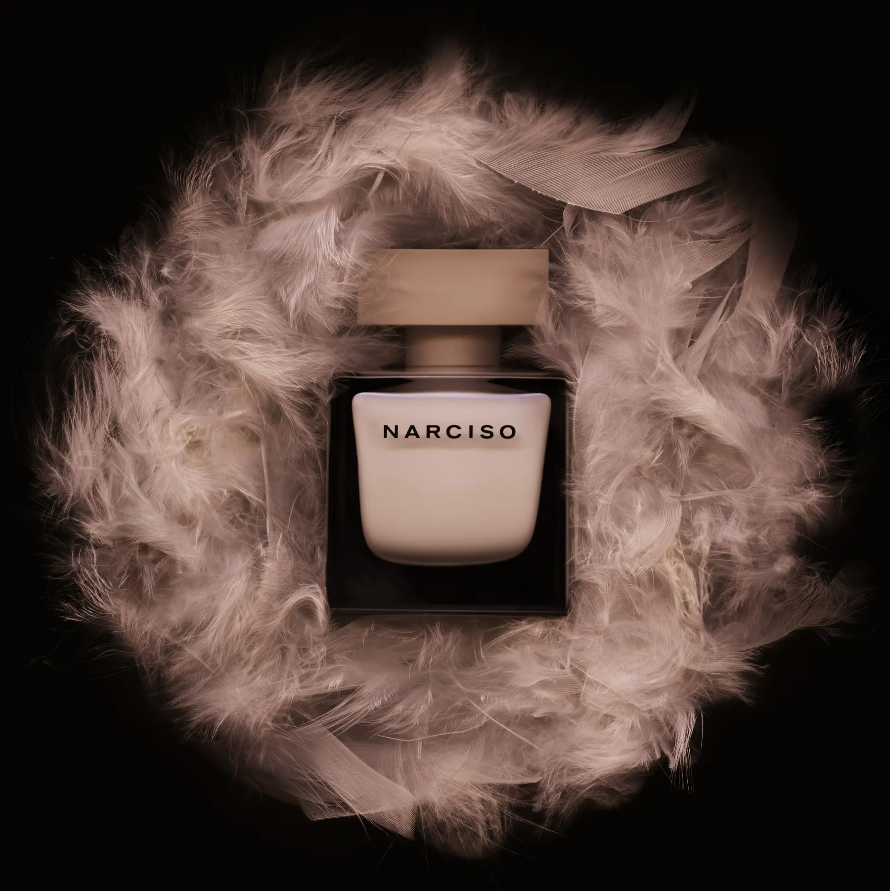 Narcisso - 'Feathers'
