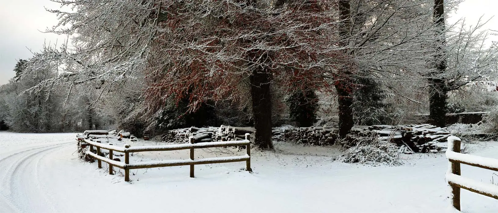 Red Leaves in the Snow - Dorset – Dorset Through the Seasons