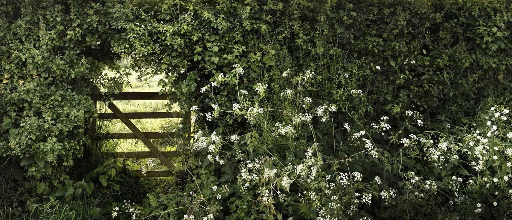 Cowslips and Gate – Dorset Through the Seasons