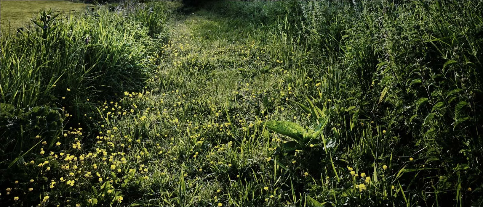 Buttercup Path – Dorset Through the Seasons