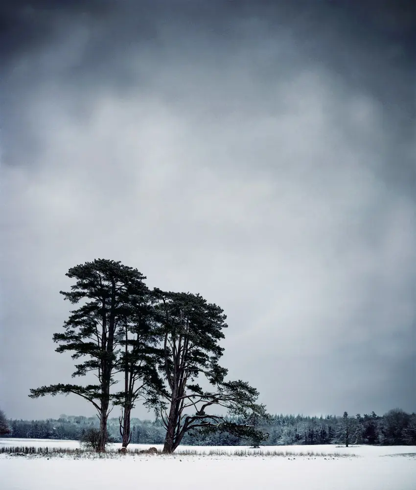 Winter Trees - In Blue – Dorset Through the Seasons