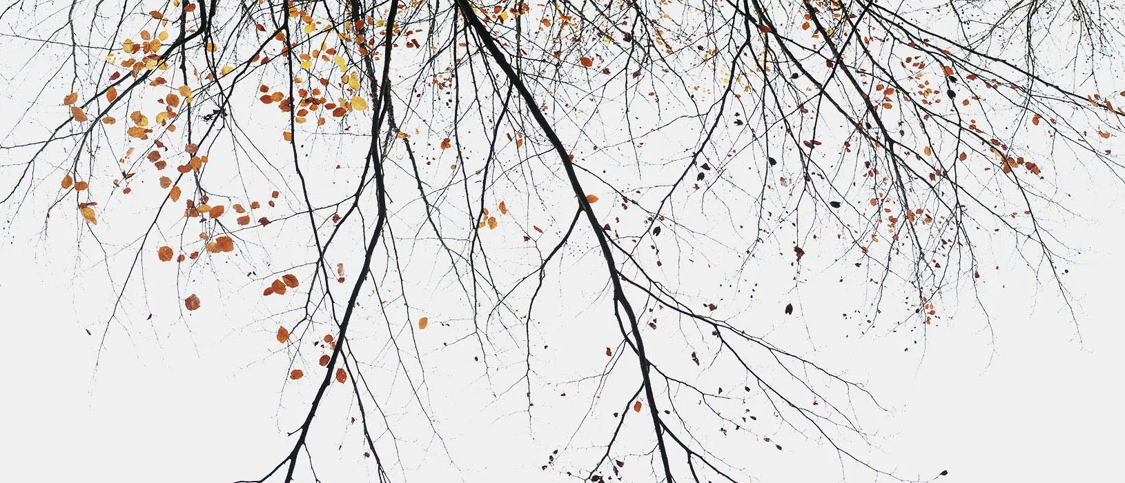 Last Leaves – St Giles House Park
