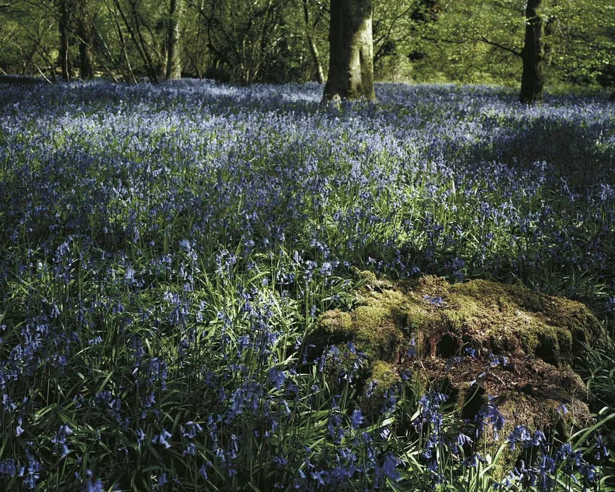 Blue Bell Wood – Dorset Through the Seasons